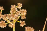 Georgia bulrush